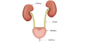 דיקור סיני דלקות בדרכי השתן